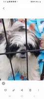 Penelope, a female Shih Tzu for sale in Lumberton, NC – Photo 8 of 10