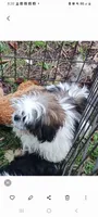 Penelope, a female Shih Tzu for sale in Lumberton, NC – Photo 6 of 10