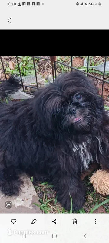 Sammy, a male Shih Tzu for sale in Lumberton, NC – Photo 1 of 7