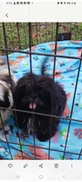 Sammy, a male Shih Tzu for sale in Lumberton, NC – Photo 2 of 7