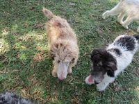 Hank, a male Poodle - Standard  for sale in Lumberton, NC – Photo 3 of 3