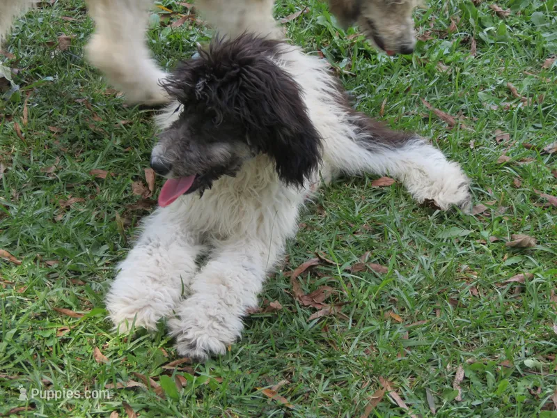 Hank, a male Poodle - Standard  for sale in Lumberton, NC – Photo 1 of 3