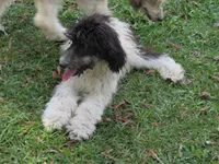 Hank, a male Poodle - Standard  for sale in Lumberton, NC – Photo 1 of 3