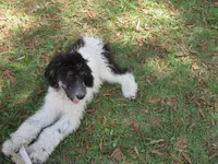 Hank, a male Poodle - Standard  for sale in Lumberton, NC – Photo 2 of 3