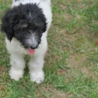 Roxie, a female Poodle - Standard  for sale in Lumberton, NC – Photo 1 of 3