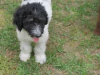 Roxie, a female Poodle - Standard  for sale in Lumberton, NC – Photo 1 of 3