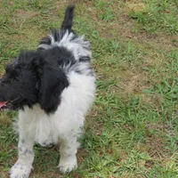 Roxie, a female Poodle - Standard  for sale in Lumberton, NC – Photo 2 of 3