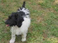 Roxie, a female Poodle - Standard  for sale in Lumberton, NC – Photo 2 of 3