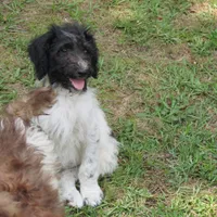 Roxie, a female Poodle - Standard  for sale in Lumberton, NC – Photo 3 of 3