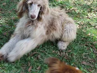 Liam, a male Poodle - Multi-Colored Standard for sale in Lumberton, NC – Photo 2 of 9