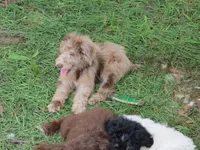 Liam, a male Poodle - Multi-Colored Standard for sale in Lumberton, NC – Photo 8 of 9