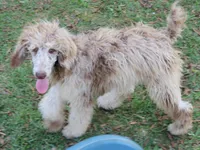Liam, a male Poodle - Multi-Colored Standard for sale in Lumberton, NC – Photo 9 of 9