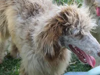 Liam, a male Poodle - Multi-Colored Standard for sale in Lumberton, NC – Photo 7 of 9