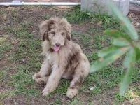 Liam, a male Poodle - Multi-Colored Standard for sale in Lumberton, NC – Photo 4 of 9