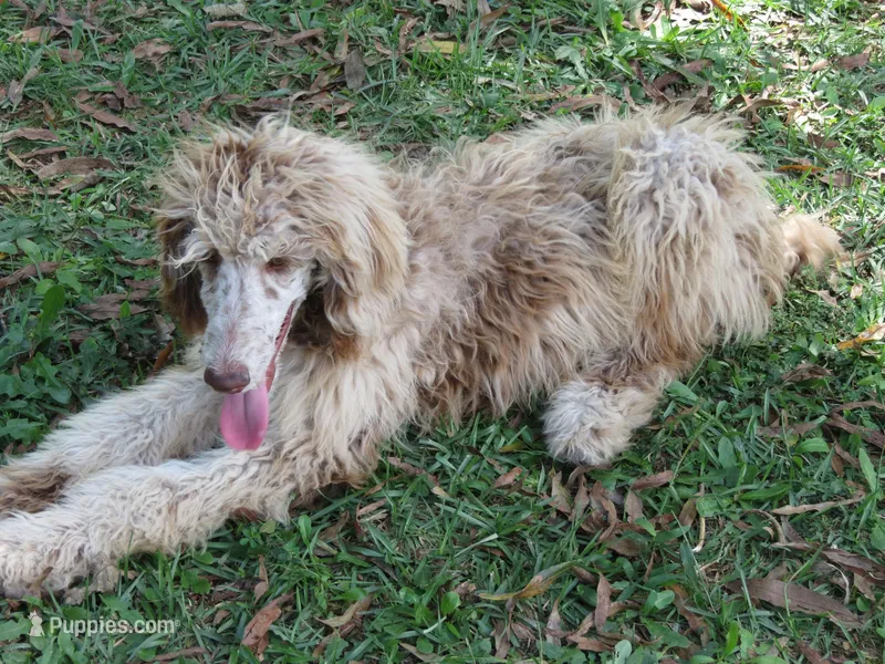 Liam, a male Poodle - Multi-Colored Standard for sale in Lumberton, NC – Photo 1 of 9