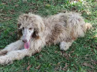 Liam, a male Poodle - Multi-Colored Standard for sale in Lumberton, NC – Photo 1 of 9