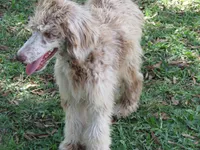 Liam, a male Poodle - Multi-Colored Standard for sale in Lumberton, NC – Photo 3 of 9