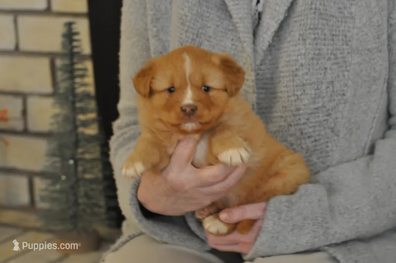 Katie  – Nova Scotia Duck Tolling Retriever puppy for sale in Wichita, KS