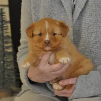 Katie , a female Nova Scotia Duck Tolling Retriever for sale in Wichita, KS – 1 of 3