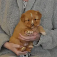 Katie , a female Nova Scotia Duck Tolling Retriever for sale in Wichita, KS – 3 of 3