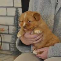 Katie , a female Nova Scotia Duck Tolling Retriever for sale in Wichita, KS – 2 of 3