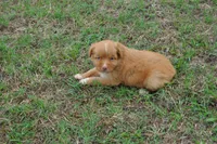 Katie , a female Nova Scotia Duck Tolling Retriever for sale in Wichita, KS – 5 of 6