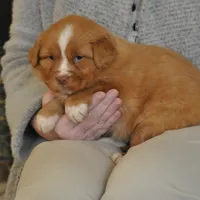 Luke, a male Nova Scotia Duck Tolling Retriever for sale in Coalgate, OK – 3 of 3