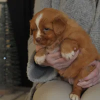 Luke, a male Nova Scotia Duck Tolling Retriever for sale in Coalgate, OK – 2 of 3