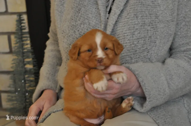 Luke – Nova Scotia Duck Tolling Retriever puppy for sale in Coalgate, OK