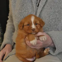 Luke, a male Nova Scotia Duck Tolling Retriever for sale in Coalgate, OK – 1 of 3