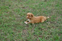 Katie , a female Nova Scotia Duck Tolling Retriever for sale in Wichita, KS – 4 of 6
