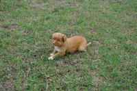 Katie , a female Nova Scotia Duck Tolling Retriever for sale in Wichita, KS – 6 of 6