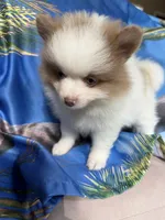 MILO (BLUE EYES) ❤️, a male Pomeranian for sale in Saint Louis, MO – 9 of 9