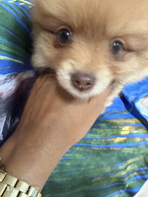 ZEUS (GREEN EYES)❤️ – Pomeranian puppy for sale in Saint Louis, MO