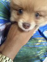 ZEUS (GREEN EYES)❤️, a male Pomeranian for sale in Saint Louis, MO – 1 of 10