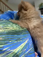ZEUS (GREEN EYES)❤️, a male Pomeranian for sale in Saint Louis, MO – 8 of 10