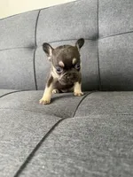 TANK FLUFFY CARRIER AKC 👑 , a male French Bulldog for sale in Saint Louis, MO – 9 of 10