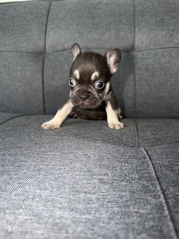 TANK FLUFFY CARRIER AKC 👑  – French Bulldog puppy for sale in Saint Louis, MO