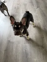 TANK FLUFFY CARRIER AKC 👑 , a male French Bulldog for sale in Saint Louis, MO – 4 of 8