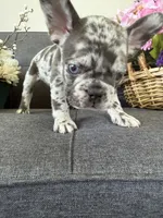 ACE FLUFFY CARRIER AKC BLUE EYES 👑 , a male French Bulldog for sale in Saint Louis, MO – 3 of 6
