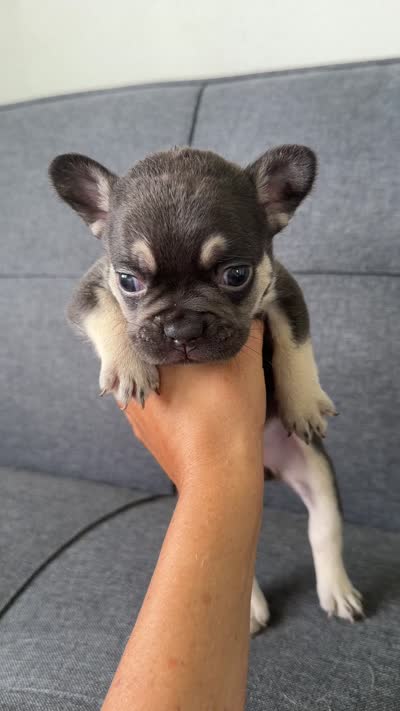 TANK FLUFFY CARRIER AKC 👑 , a male French Bulldog for sale in Saint Louis, MO – 10 of 10
