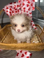 Daisy , a female Pomeranian for sale in Saint Louis, MO – Photo 7 of 7