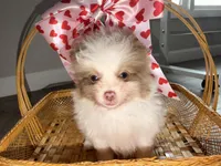 Daisy , a female Pomeranian for sale in Saint Louis, MO – Photo 1 of 7