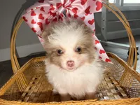 Daisy , a female Pomeranian for sale in Saint Louis, MO – Photo 6 of 7