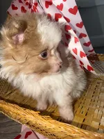 Daisy , a female Pomeranian for sale in Saint Louis, MO – Photo 5 of 7