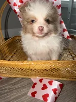 Daisy , a female Pomeranian for sale in Saint Louis, MO – Photo 3 of 7