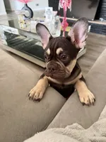 TANK FLUFFY CARRIER AKC 👑 , a male French Bulldog for sale in Saint Louis, MO – 8 of 8
