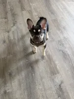 TANK FLUFFY CARRIER AKC 👑 , a male French Bulldog for sale in Saint Louis, MO – 6 of 8