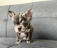 FENDI FLUFFY CARRIER AKC BLUE EYES 😍, a female French Bulldog for sale in Saint Louis, MO – 5 of 7
