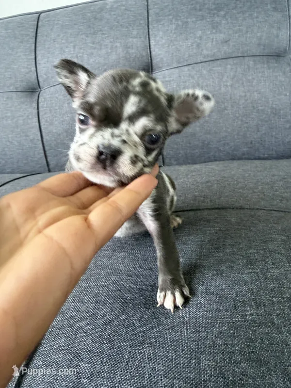 FENDI FLUFFY CARRIER AKC BLUE EYES 😍 – French Bulldog puppy for sale in Saint Louis, MO